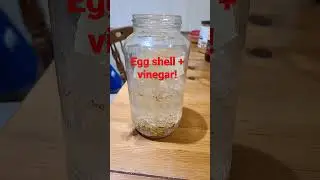 Egg shell & vinegar fertilizer! home made!