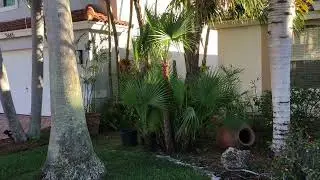 PS07 - Paurotis Palm Tree - This Year May Be The Seed Bract Year - May 14, 2025