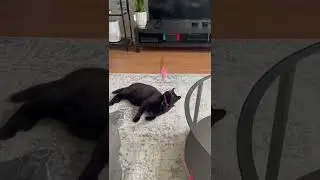 Beanz The Black Cat Doing Some Jackie Chan Moves