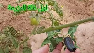 اول غلة ناضت فالمزرعة اجواء وطبيعة اقليم الحوز مراكش بديت تنتعلم الفلاحة والزراعة ضيعة المستقبل