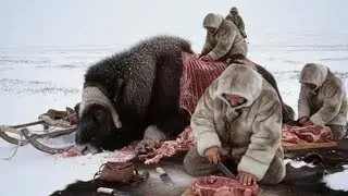 Discover World - How Do Inuit People Survive in the Frozen Arctic and Hunt 880-Pound Musk Oxen?