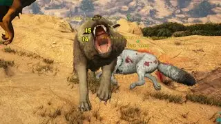 Taming Our Direwolf Breeding Pair and a Doedicurus - Ark: Scorched Earth Playthrough Ep3