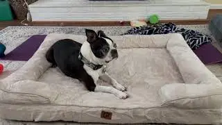 EHEYCIGA Memory Foam Orthopedic Dog Beds for Jumbo Dogs with 100% Foam Bolsters, Grey, 50x40