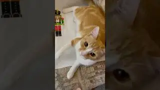 Cat vs crossstitch! #cat #crossstitch #viral #shorts