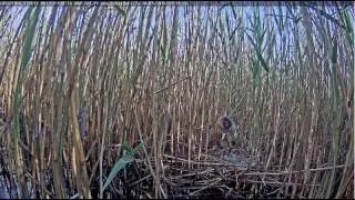 Latvian Bittern 2016-05-24 in the morning, still 5 eggs 7:30