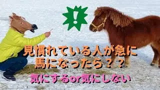 馬のマスクをして近づくとミニチュアホースたちはどんな反応をするのか？？