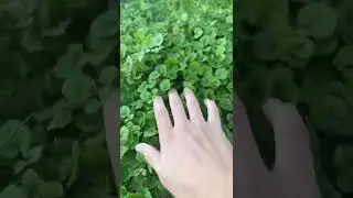 Glechoma Hederacea aka Ground Ivy I found