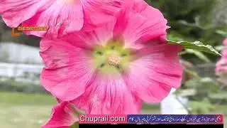 History of Swat Mingora
