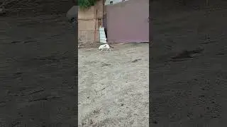 cat 🐈 fhish #vairalvideo #1000subscriber
