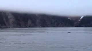 Humpback Whale Splitting Orca Pod