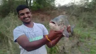 Monster catla fish caching