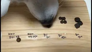 24.01.09 사료 기호성 테스트 망..