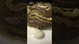 Snake Momma baking Banana Bread - #shorts #ballpythons
