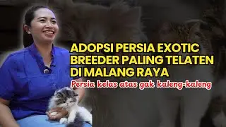 Gerebek rumah breeder Persia Exotic kelas sultan!! Breeder paling telaten dan bagus di Kota Malang