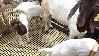 Đực nhảy, đực tơ có sẵn mang về dùng || Những chú ý khi dê mẹ mới sinh.