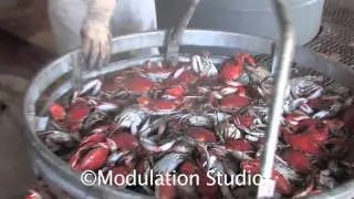 Crabplace.com product prep for shipping.mov