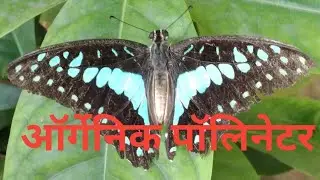 Natural Polinator - Butterfly