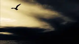 Aukai - Become