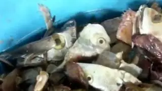 FISH OR SEA FOOD WASTE GRINDER BHAGWATI INDIA HYDERABAD