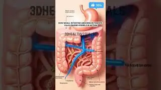 How Small Intestine Absorbs Nutrients | Villi & Blood Vessels in Action | 3D Medical Short #Shorts