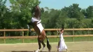 spettacoli equestri Laura Magic Horse Show - Imperador e Laura