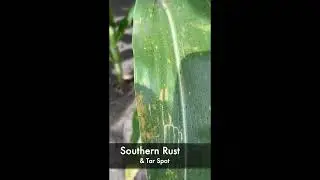 Southern Rust & Tar Spot