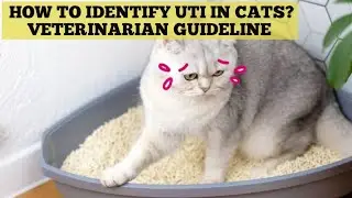 Cat UTI symptoms | Cat urinary tract infection