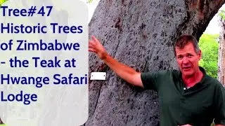 Tree # 47 Historic Trees of Zimbabwe - the Teak at Hwange Safari Lodge