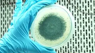 Bioclean Septic: The Scientific Secret to a Cleaner Septic Tank