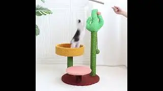 Cactus Cat Scratching