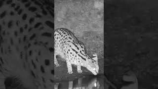 Serval visits the Watering Hole