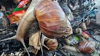 snails animals