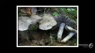 Tricholoma bresadolanum - fungi kingdom