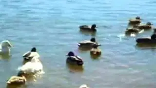 All The Ducks Are Swimming In The Water (With Lyrics)