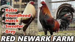 Ruble Hatch Sweater Kelso - RED NEWARK FARM