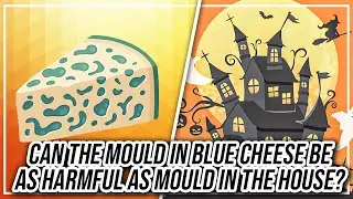 Can the mould in blue cheese be as harmful as mould in the house?