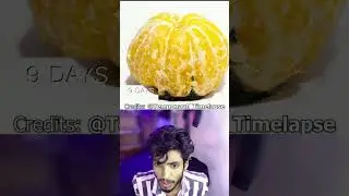 The Amazing Transformation of an Orange Time-lapse from Fresh to Rotten #timelapse #shorts #viral