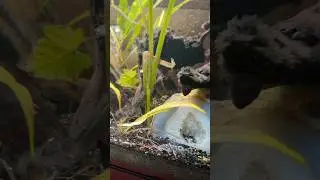 Как же это приятно! Сомик пиктус в горошек наконец-то ест 🐟