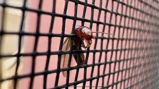 Termite Swarmer Got its Head Stuck in the Screen Door 