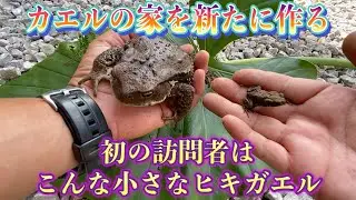【池庭付きカエル家】①新たなカエルの家を作ると豪雨の夜があけとても小さなヒキガエルが現れました。