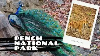 Tiger Spotting at Pench National Park | Madhya Pradesh | Wildlife Safari
