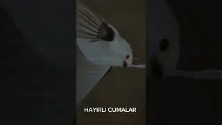 l&Ouml;yle bir dua etki melekler duana amin desin