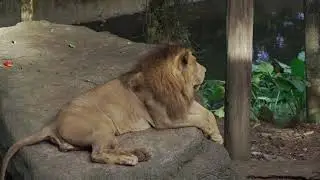 amazing roaring Lion|No copyright videos|
