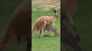 Baby kangt enjoying in her mother belly pocket #kangroo #animals #nature #trending #fyp #music #love