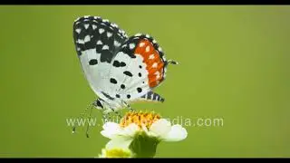 Close up of a Red Pierrot Butterfly (Talicada nyseus)