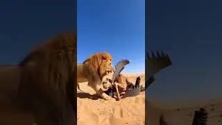 Will the lion escape the trap and get the ultimate freedom #wildlife #nature #lion