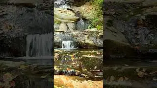 #nature #soothingforest #relax #forestambiance #relaxing #forestcalm