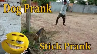 Dog Vs Stick - Funny Dog Reactions Stick Prank Video Animal World