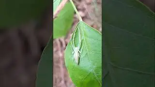 Green jumping spider bite #nature #insects