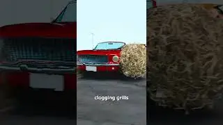 How Tumbleweeds Damage Cars 🤔